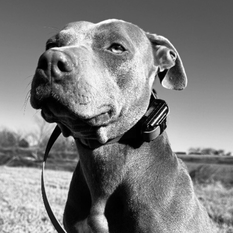 MISS NOVA, an adoptable Pit Bull Terrier in lawton, OK, 73507 | Photo Image 1