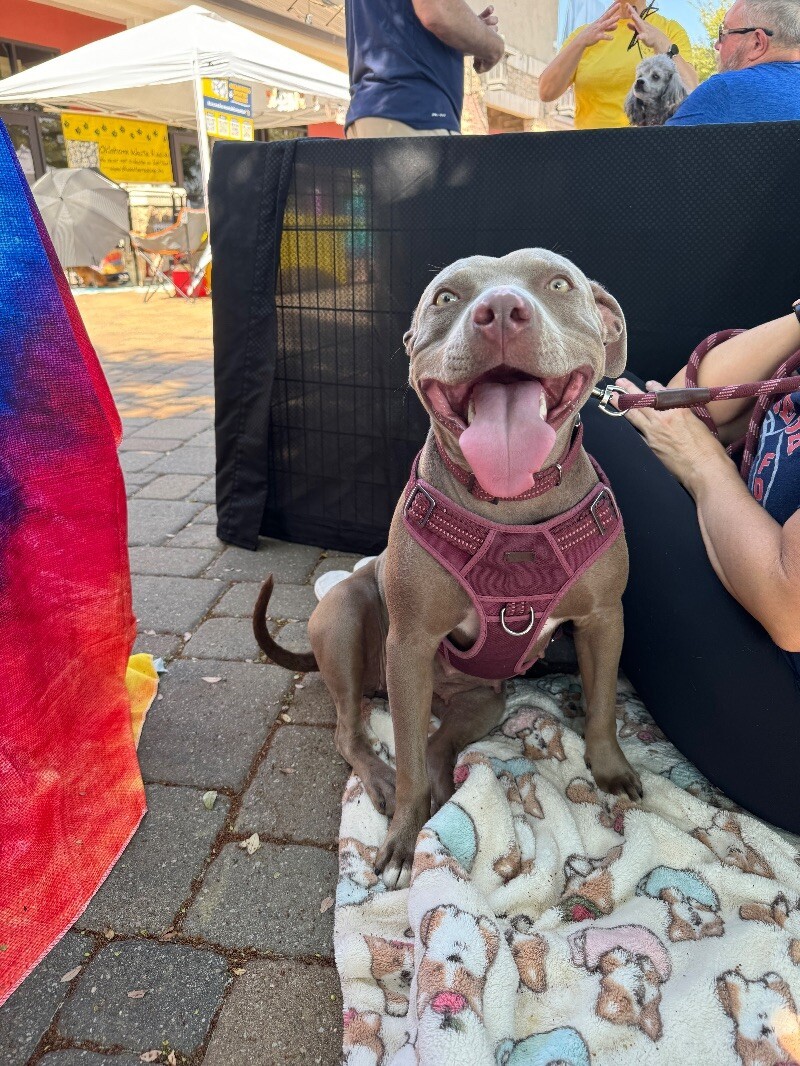 MISS NOVA, an adoptable Pit Bull Terrier in lawton, OK, 73507 | Photo Image 3