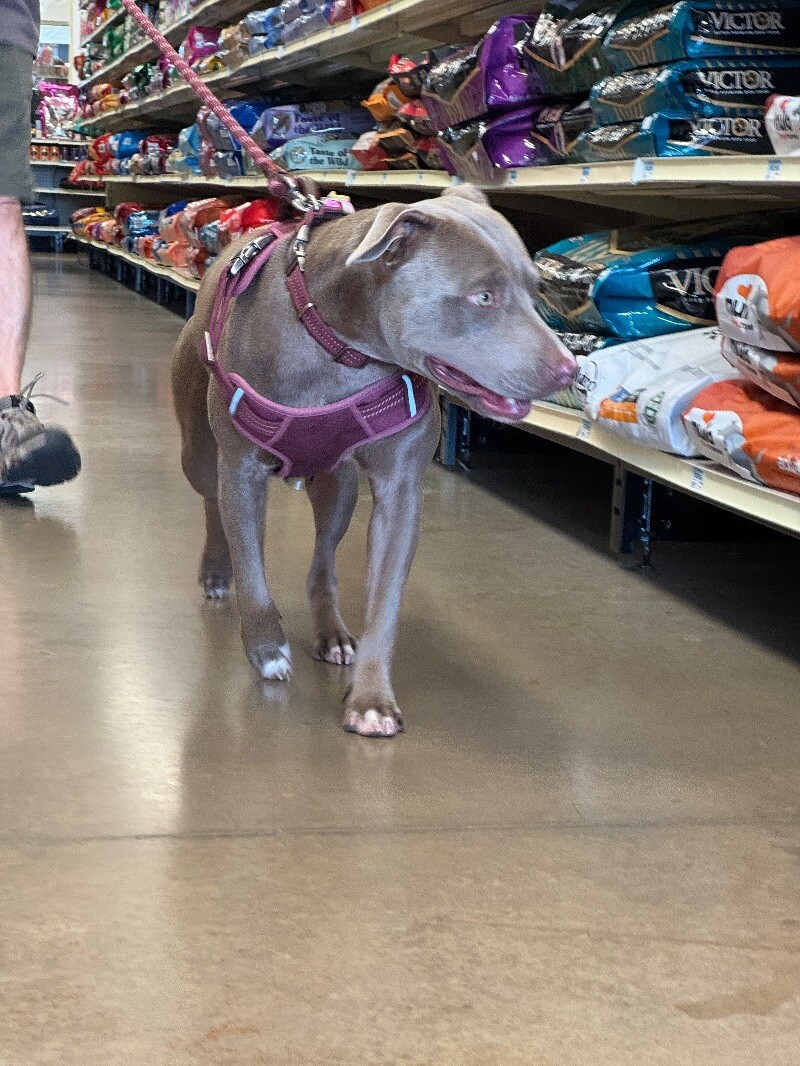 MISS NOVA, an adoptable Pit Bull Terrier in lawton, OK, 73507 | Photo Image 5