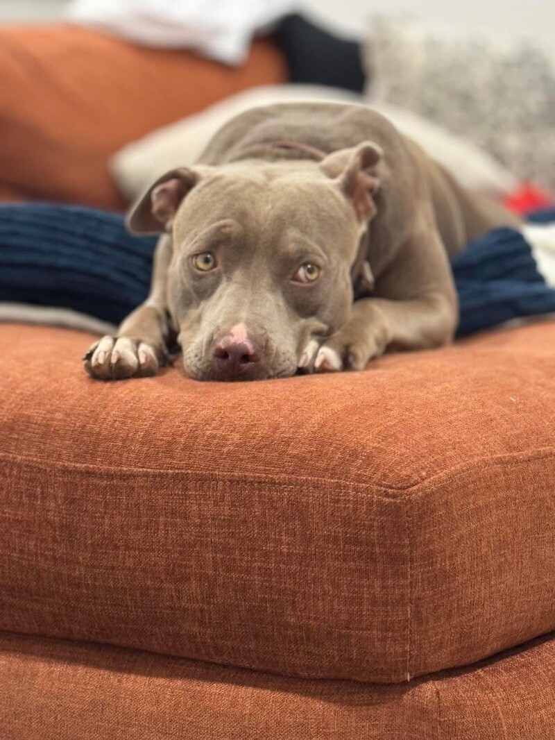 MISS NOVA, an adoptable Pit Bull Terrier in lawton, OK, 73507 | Photo Image 6