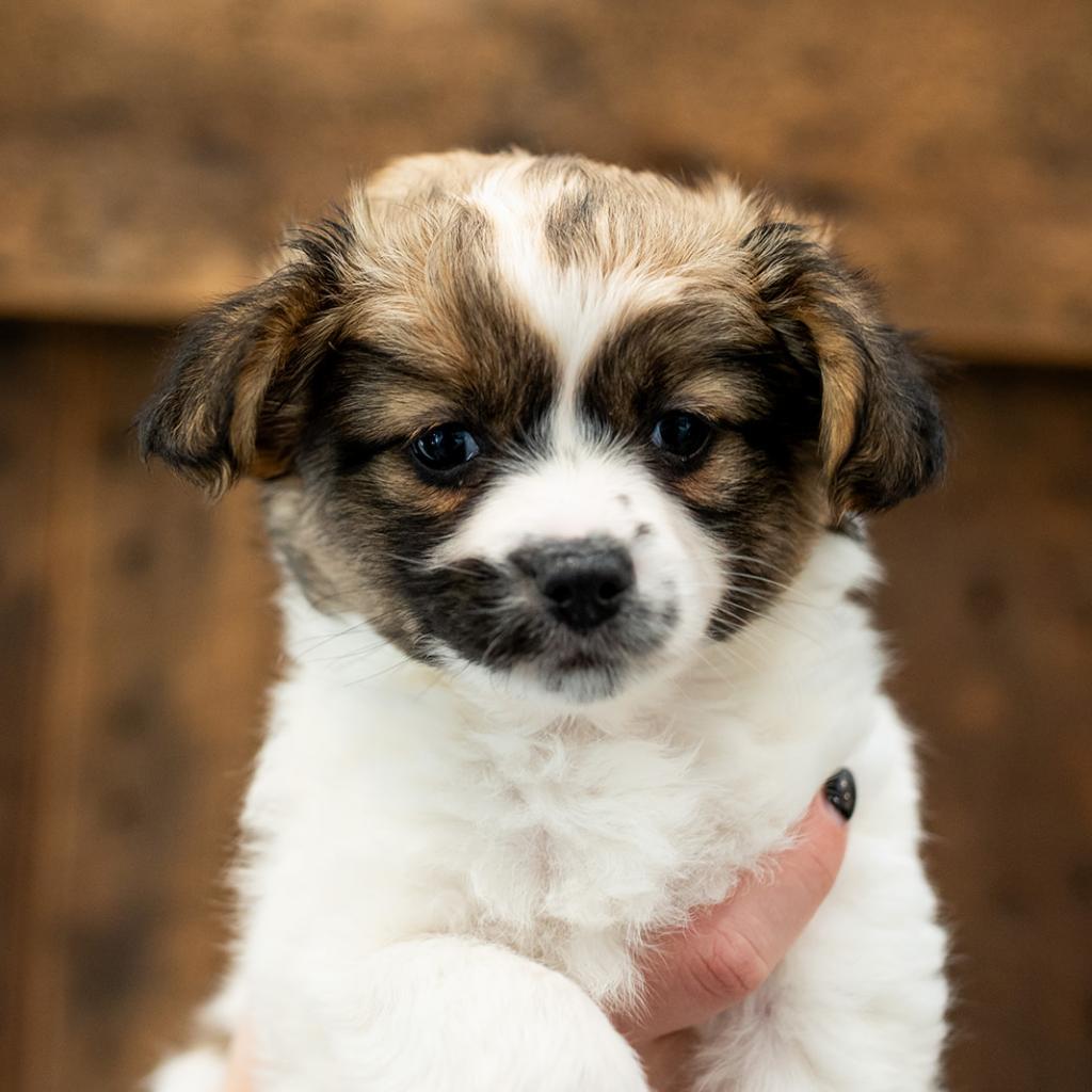 Victoria, an adoptable Papillon, Mixed Breed in Chicago, IL, 60639 | Photo Image 1