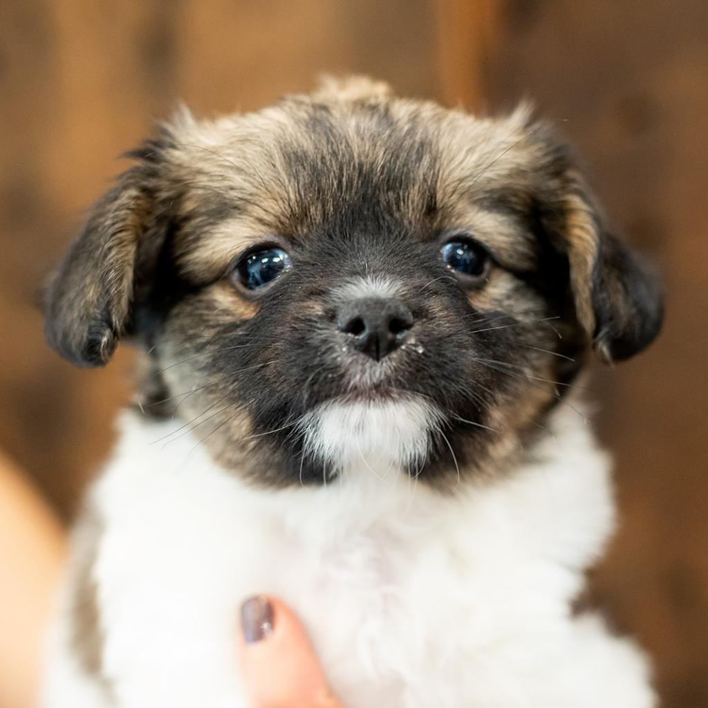 Anna Maria, an adoptable Papillon, Mixed Breed in Chicago, IL, 60639 | Photo Image 1