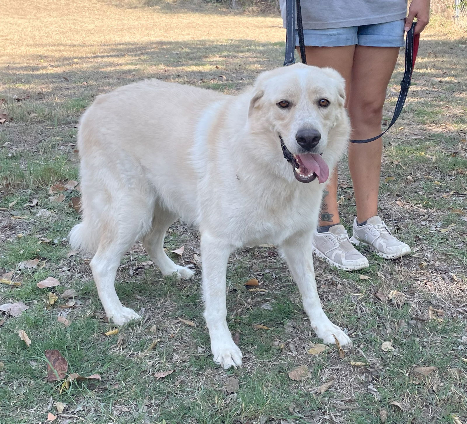 Ollie, an adoptable Great Pyrenees, Akbash in Whitewright, TX, 75491 | Photo Image 1