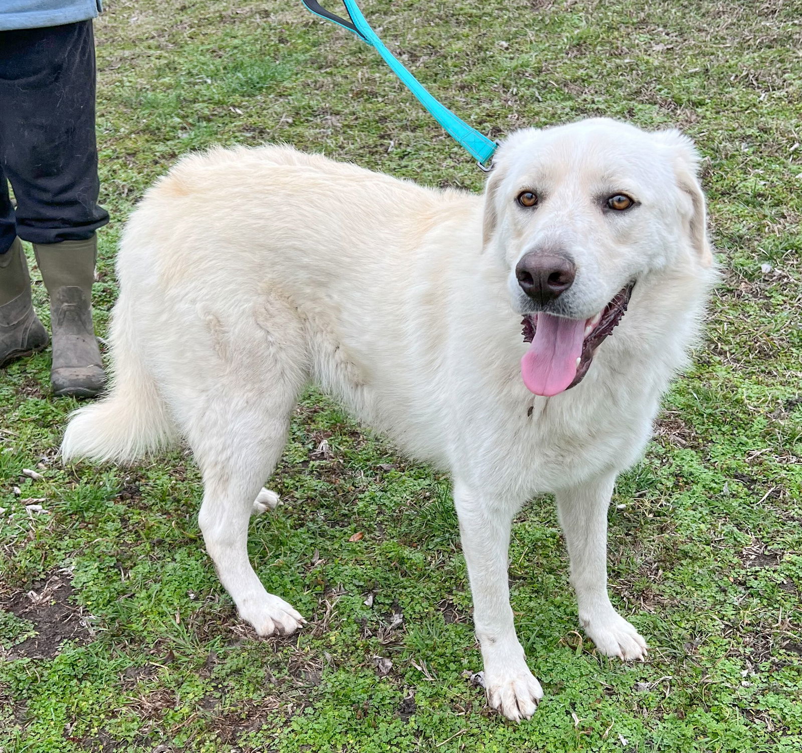 Ollie, an adoptable Great Pyrenees, Akbash in Whitewright, TX, 75491 | Photo Image 2