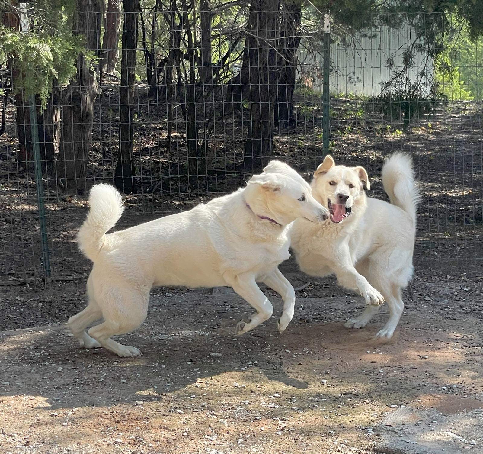 Ollie, an adoptable Great Pyrenees, Akbash in Whitewright, TX, 75491 | Photo Image 3