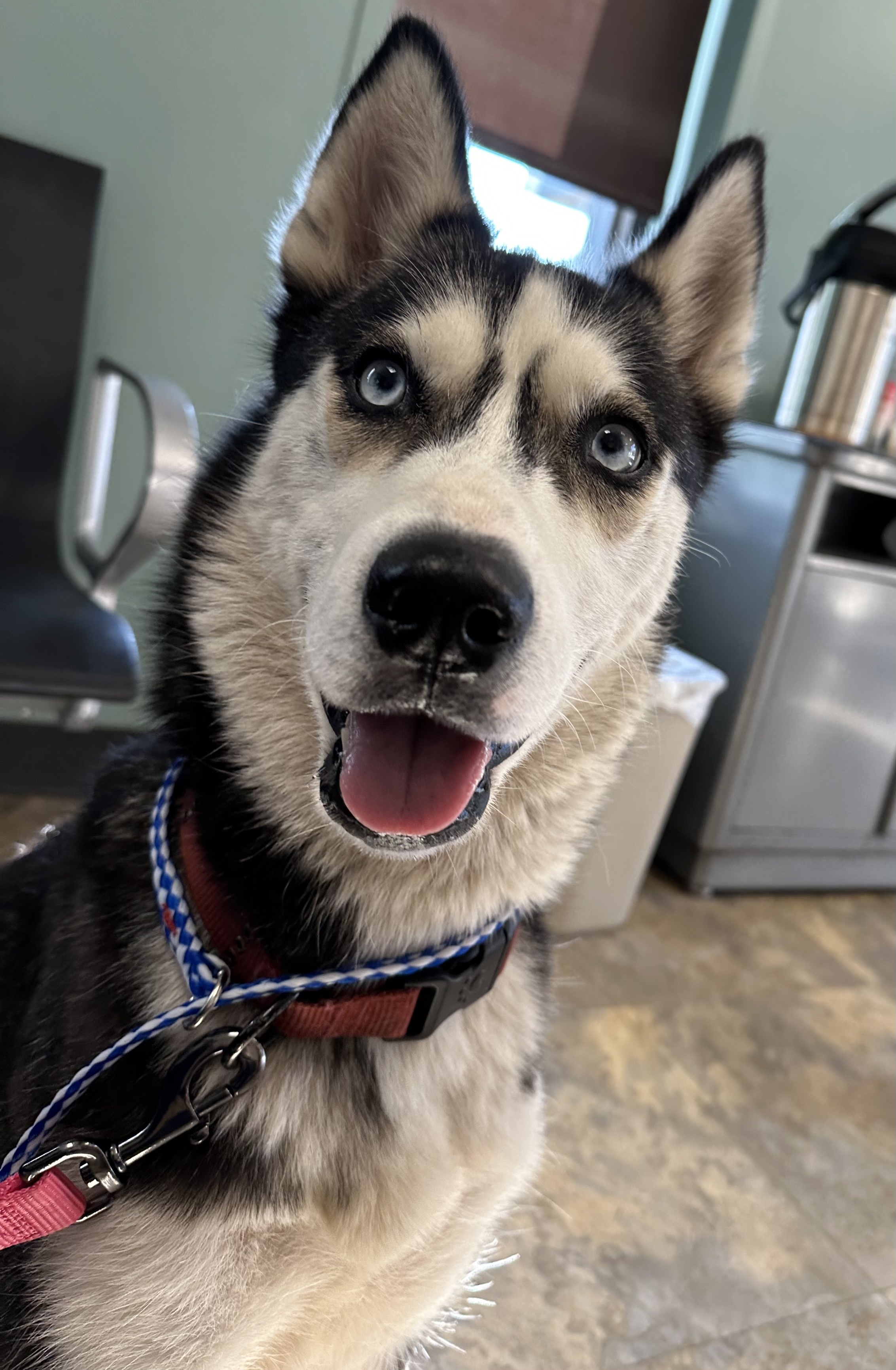 Princess, an adoptable Siberian Husky in Grand Rapids, MI, 49505 | Photo Image 1