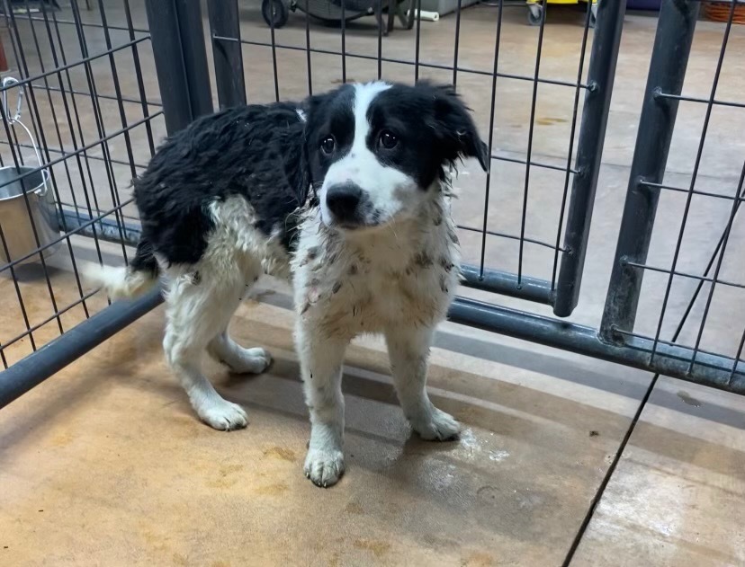 Gadjet, an adoptable Border Collie in Elbow Lake, MN, 56531 | Photo Image 1