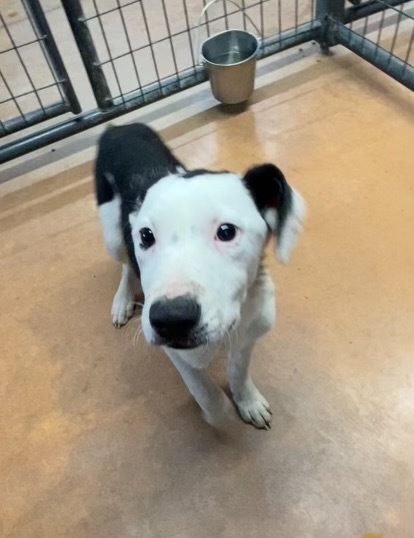 Flash, an adoptable Border Collie in Elbow Lake, MN, 56531 | Photo Image 1