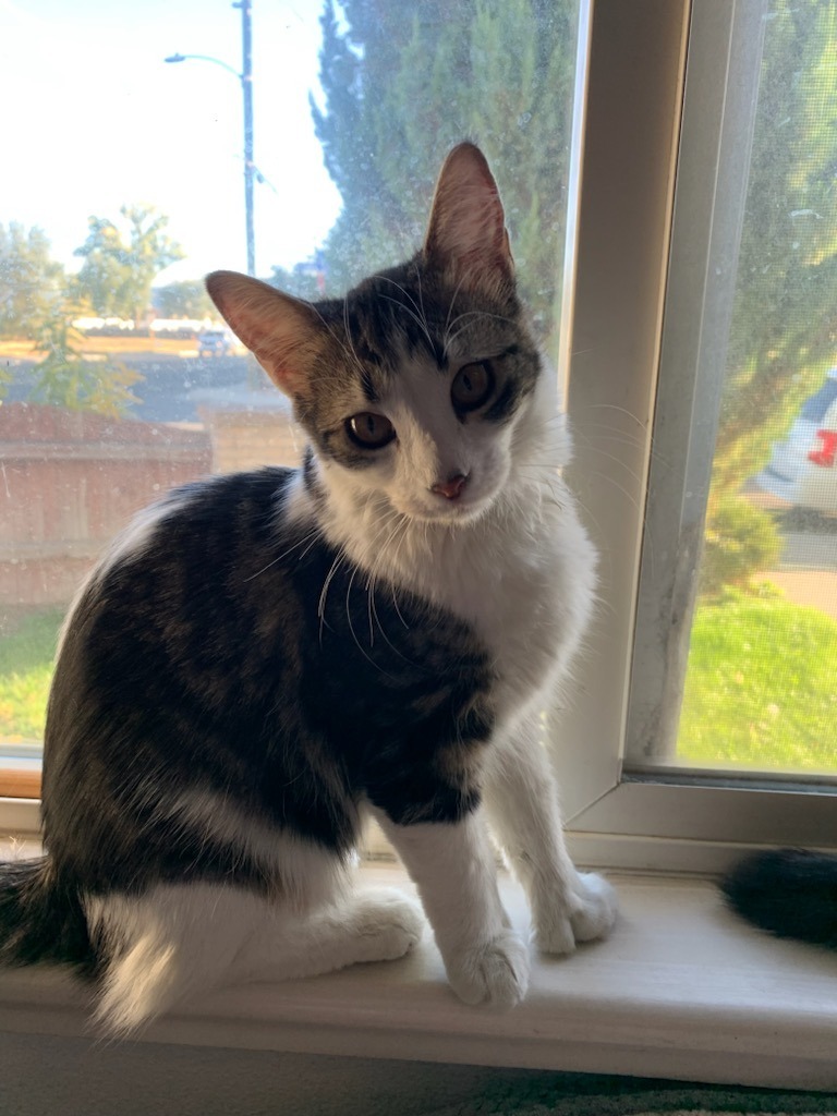 Toki