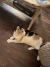 Cocoa photo 1