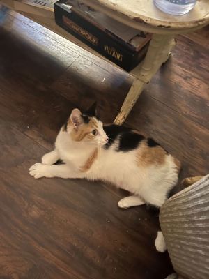 Cocoa