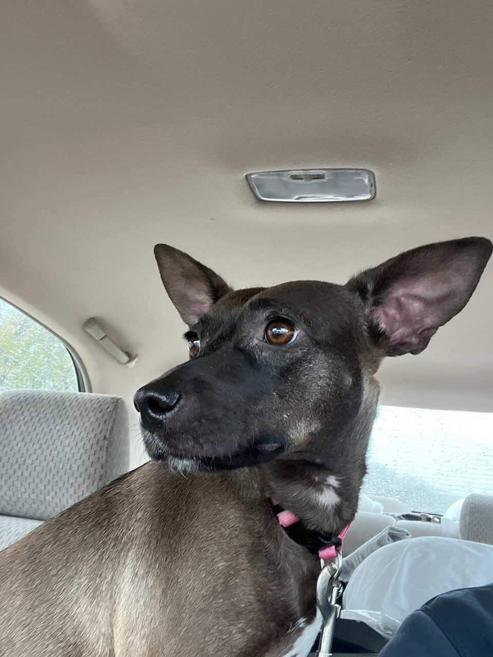 Magpie, an adoptable Chihuahua, Xoloitzcuintli / Mexican Hairless in Duluth, MN, 55807 | Photo Image 1