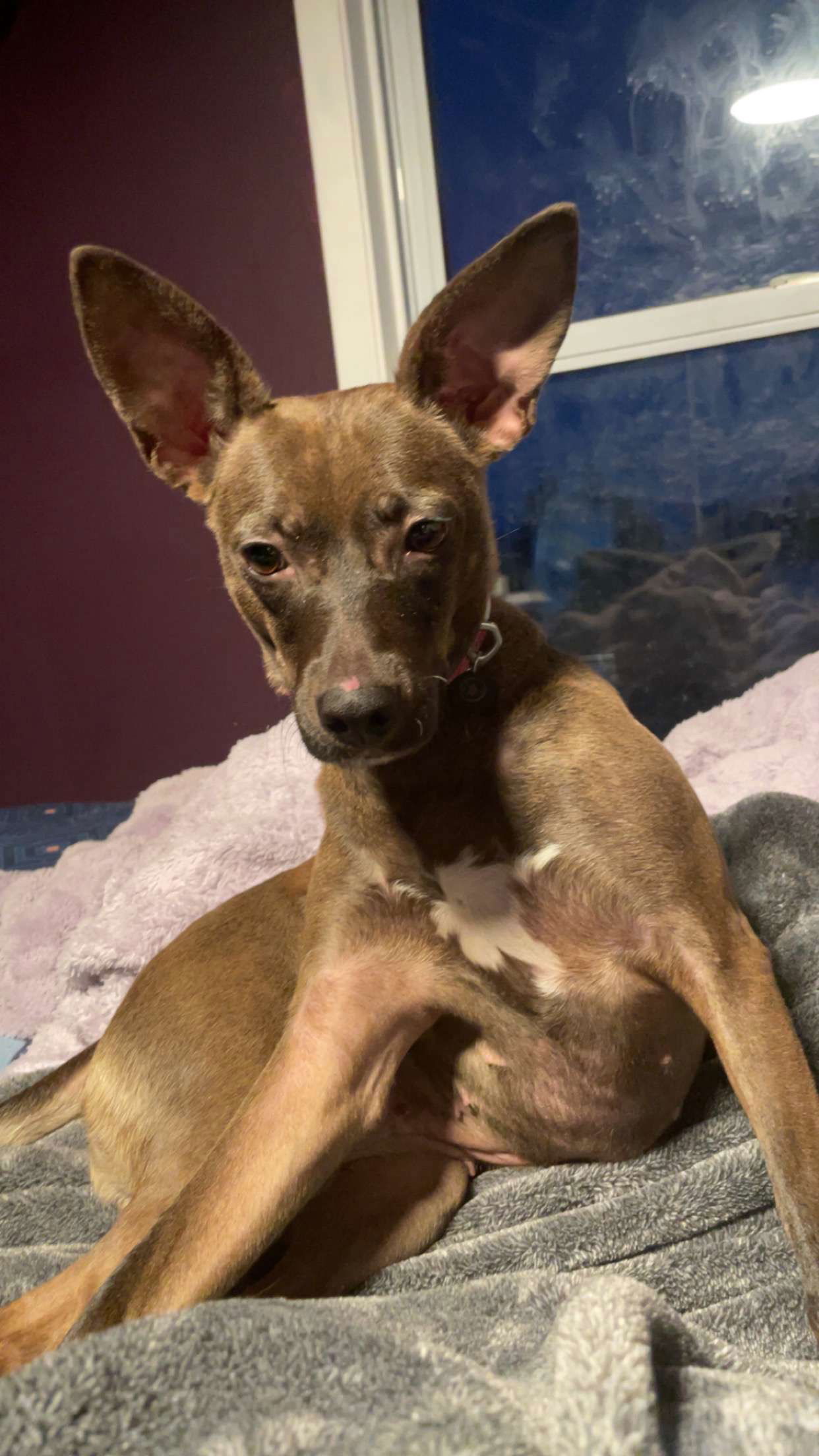 Magpie, an adoptable Chihuahua, Xoloitzcuintli / Mexican Hairless in Duluth, MN, 55807 | Photo Image 3