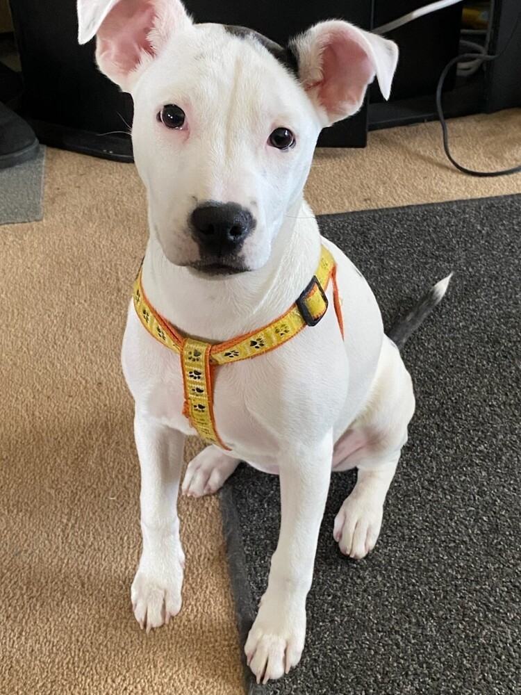 Almond, an adoptable Mixed Breed in Appleton, WI, 54913 | Photo Image 1