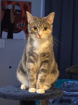Eloise, Young Female Domestic Short Hair