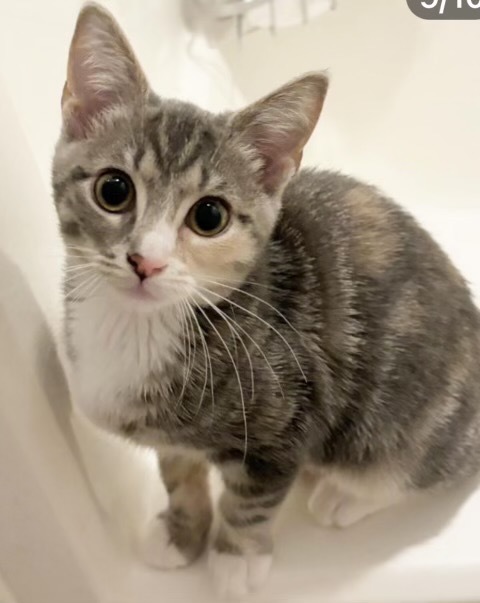 Eloise