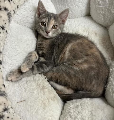 Penelope