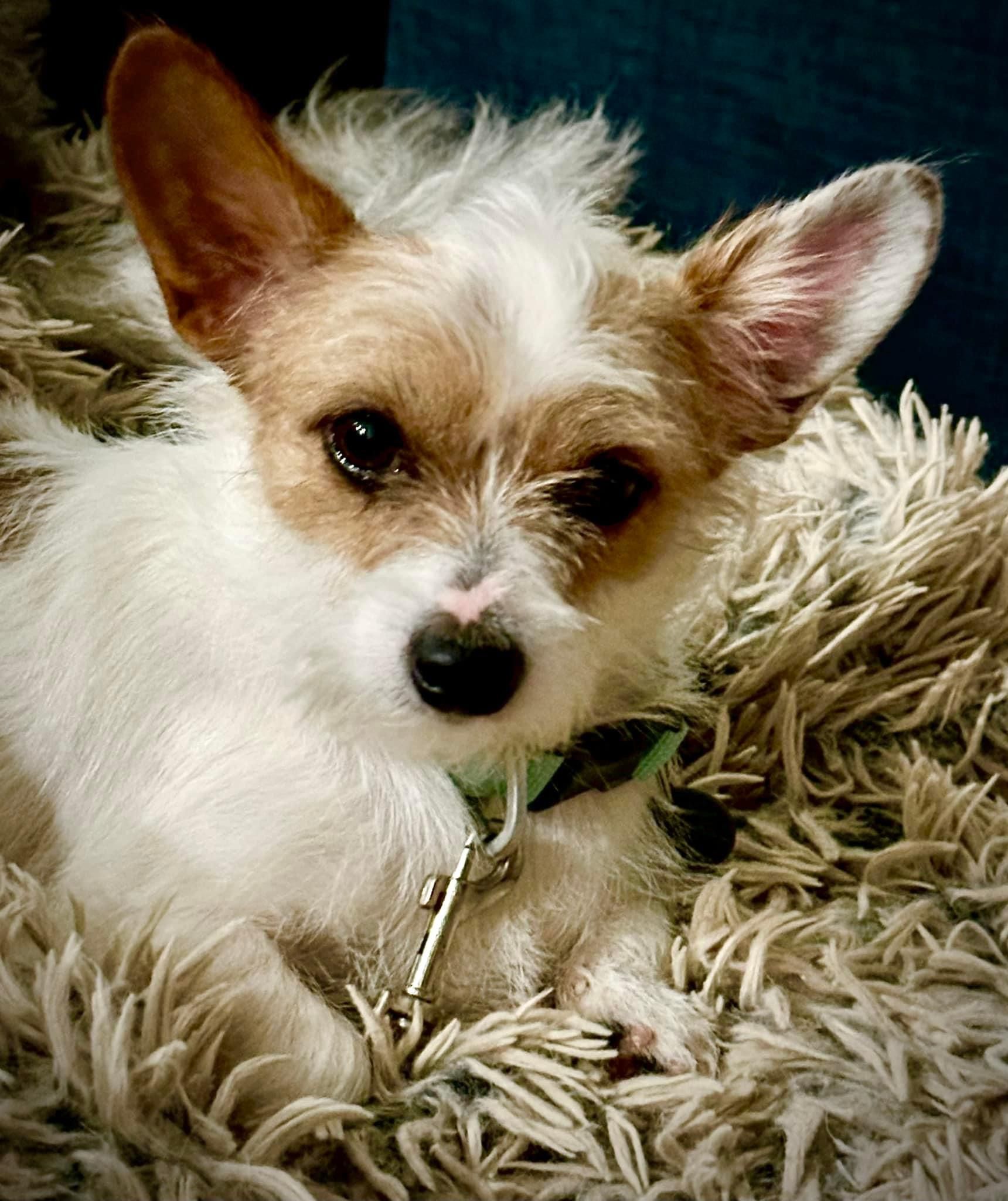 Gatsby, an adoptable Rat Terrier, Maltese in Scottsdale, AZ, 85262 | Photo Image 1