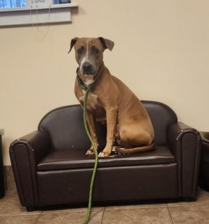 Annabelle, Adult Female unknown