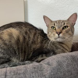 Gonzo, Adult Male Domestic Short Hair