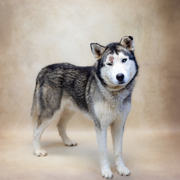 Husky pen sale