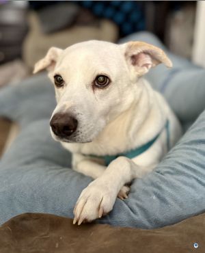 Meet Frosty This sweet and handsome lab mix is 8 years old and approximately 50 pounds He is very 