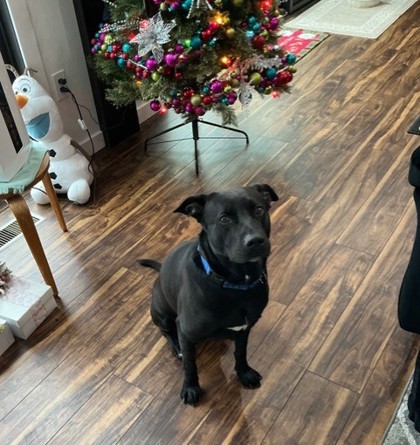 Hershey (Sponsored), an adoptable Mixed Breed in Rhinelander, WI, 54501 | Photo Image 2