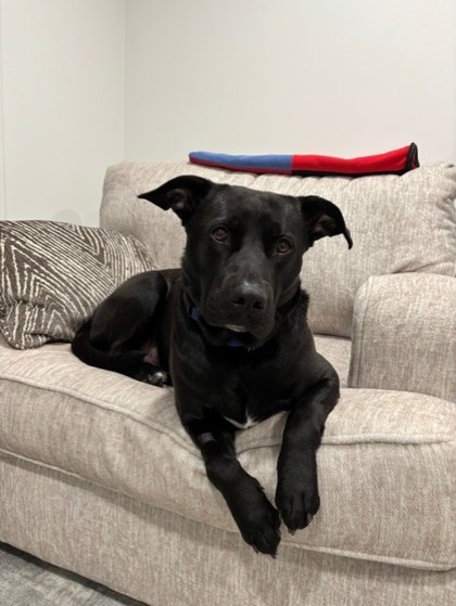 Hershey (Sponsored), an adoptable Mixed Breed in Rhinelander, WI, 54501 | Photo Image 3