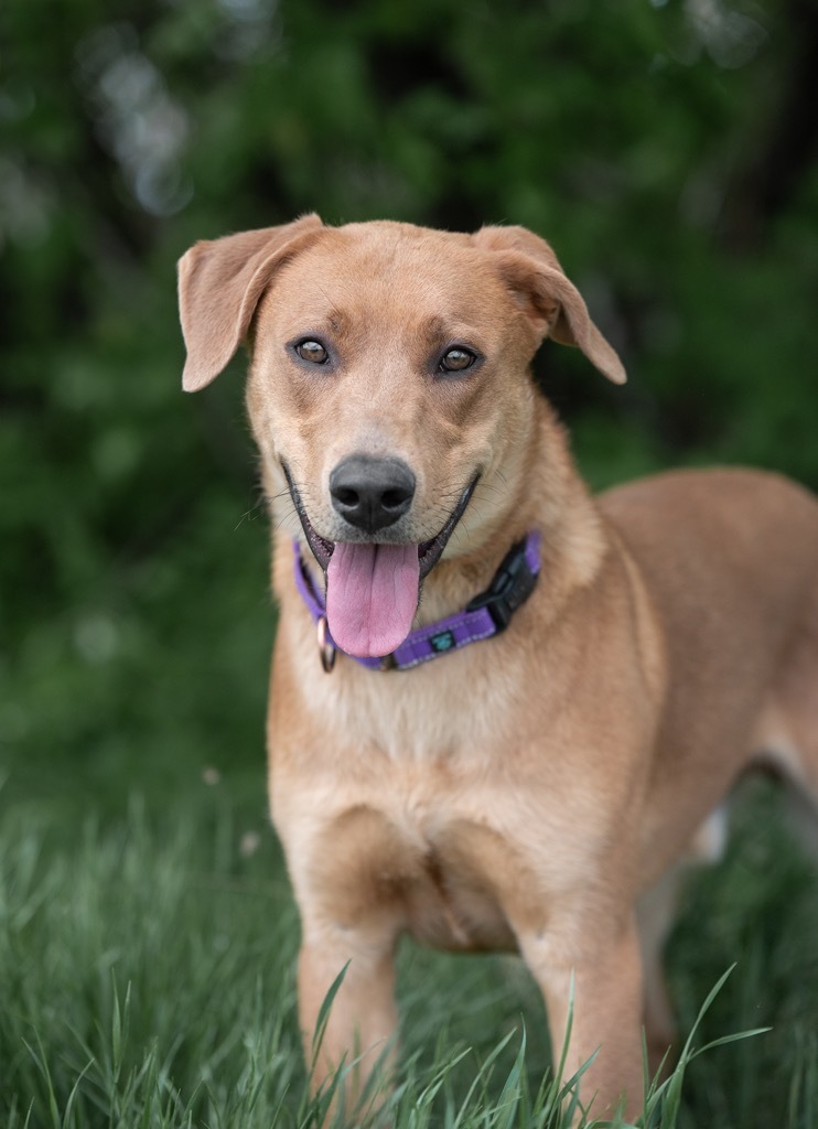 Zahi, an adoptable Labrador Retriever in Gillette, WY, 82716 | Photo Image 1