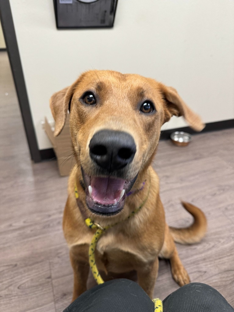 Zahi, an adoptable Labrador Retriever in Gillette, WY, 82716 | Photo Image 2