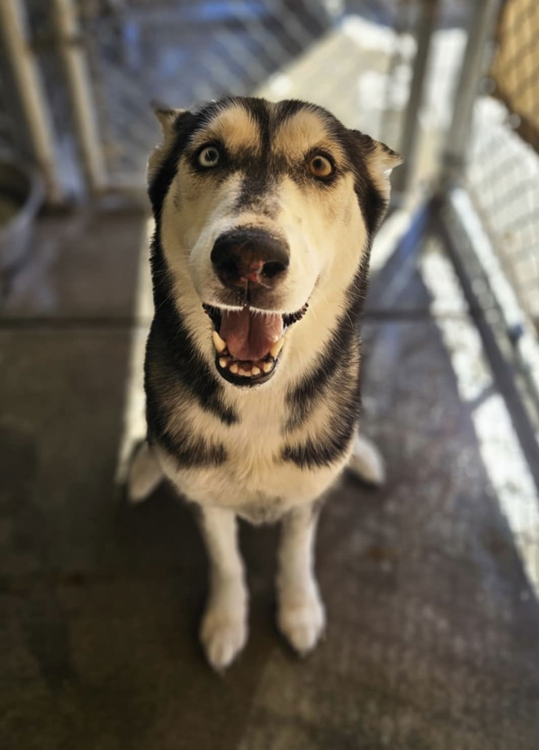 Sweeny, an adoptable Husky in El Centro, CA, 92243 | Photo Image 1