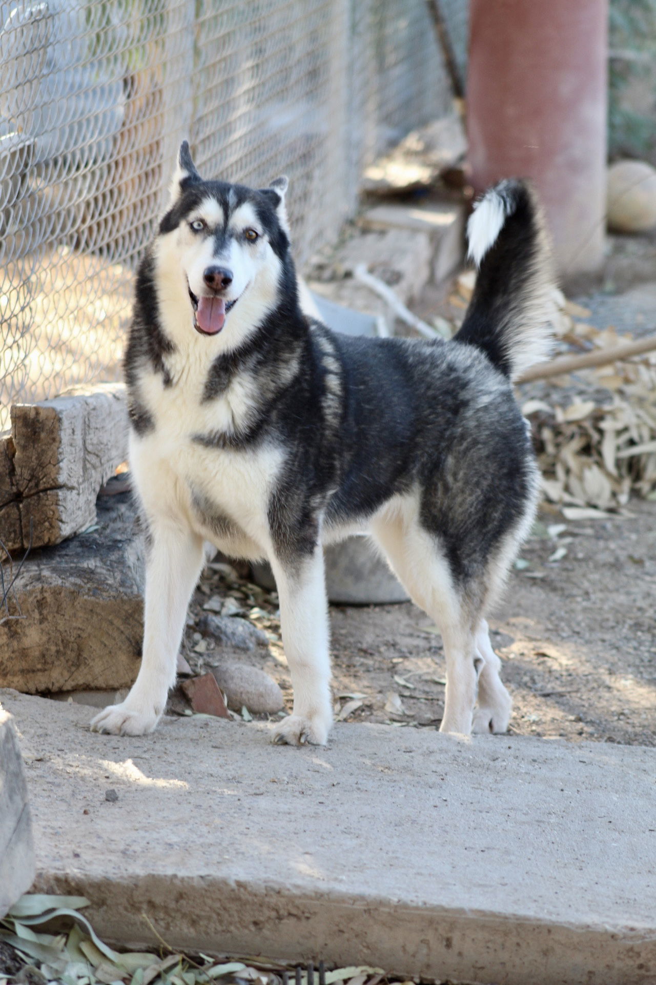 Sweeny, an adoptable Husky in El Centro, CA, 92243 | Photo Image 1
