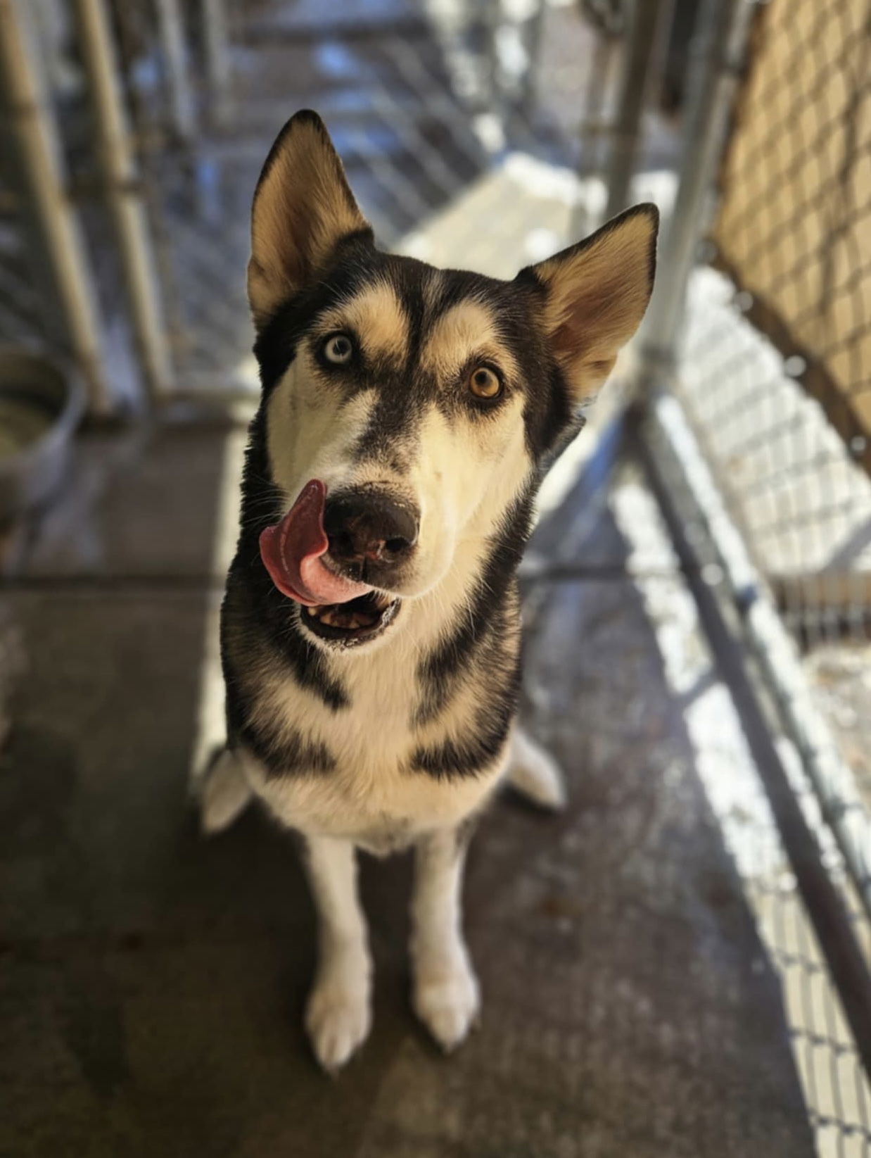 Sweeny, an adoptable Husky in El Centro, CA, 92243 | Photo Image 2