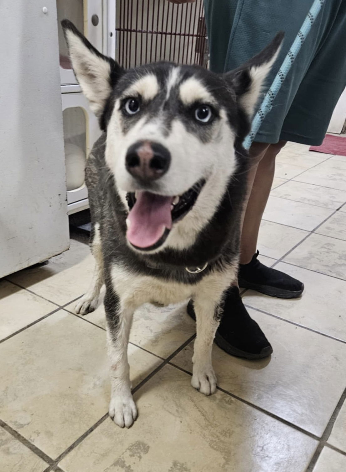 Winnie, an adoptable Husky in El Centro, CA, 92243 | Photo Image 1