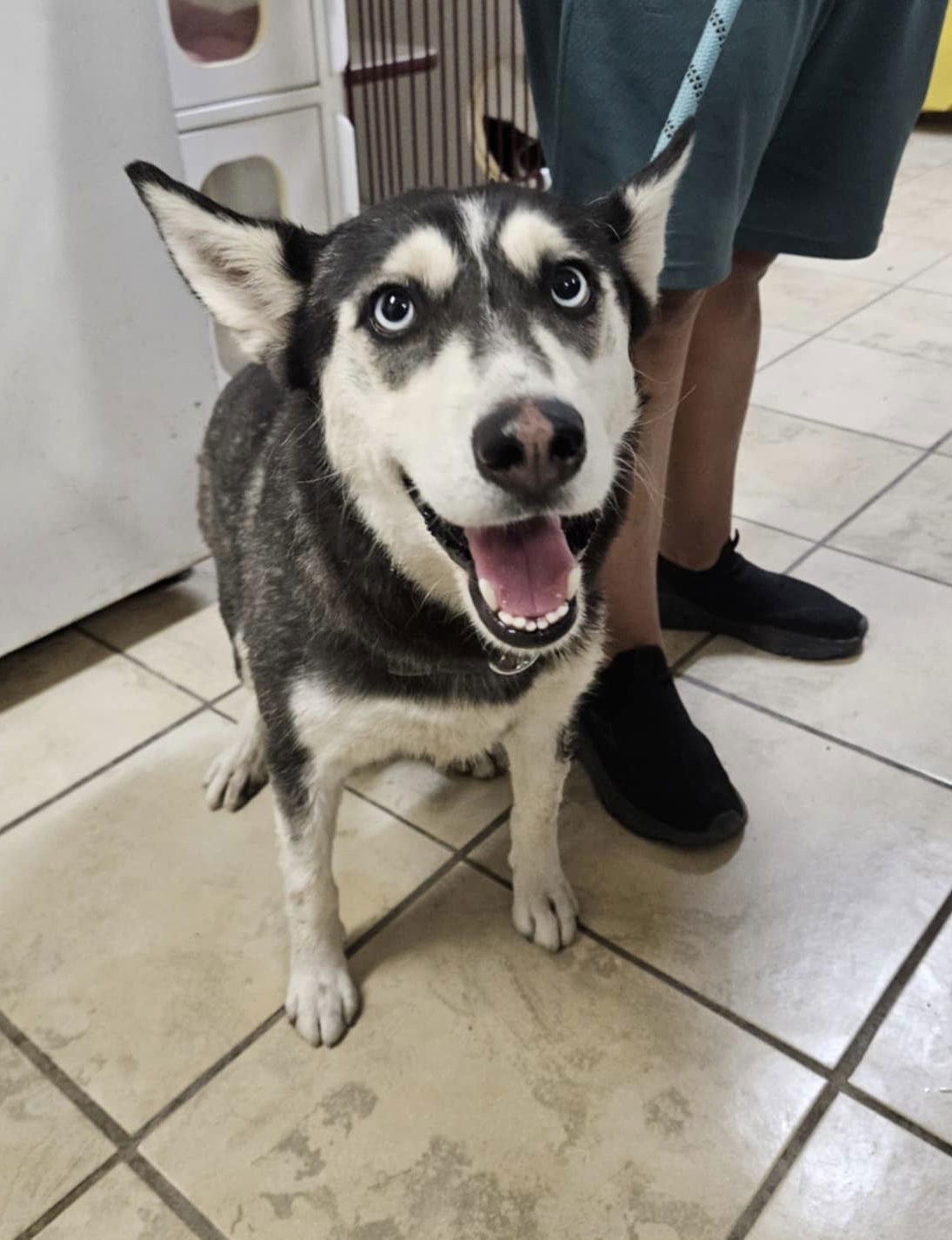 Winnie, an adoptable Husky in El Centro, CA, 92243 | Photo Image 2