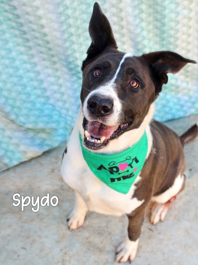 Spydo, an adoptable Labrador Retriever, McNab in Gautier, MS, 39553 | Photo Image 1