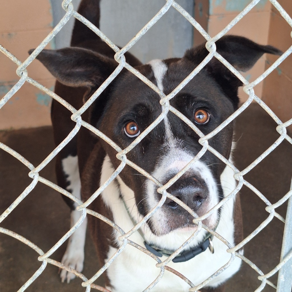 Spydo, an adoptable Labrador Retriever, McNab in Gautier, MS, 39553 | Photo Image 2