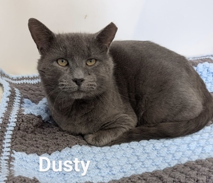 Dusty