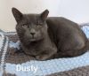 Dusty photo 1