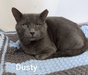 Dusty, Adult Male Domestic Short Hair