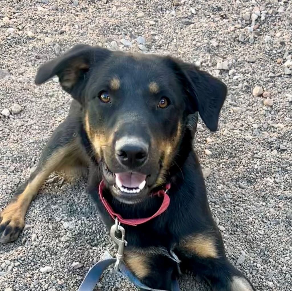 Huckleberry, an adoptable Labrador Retriever in Cottonwood, AZ, 86326 | Photo Image 1