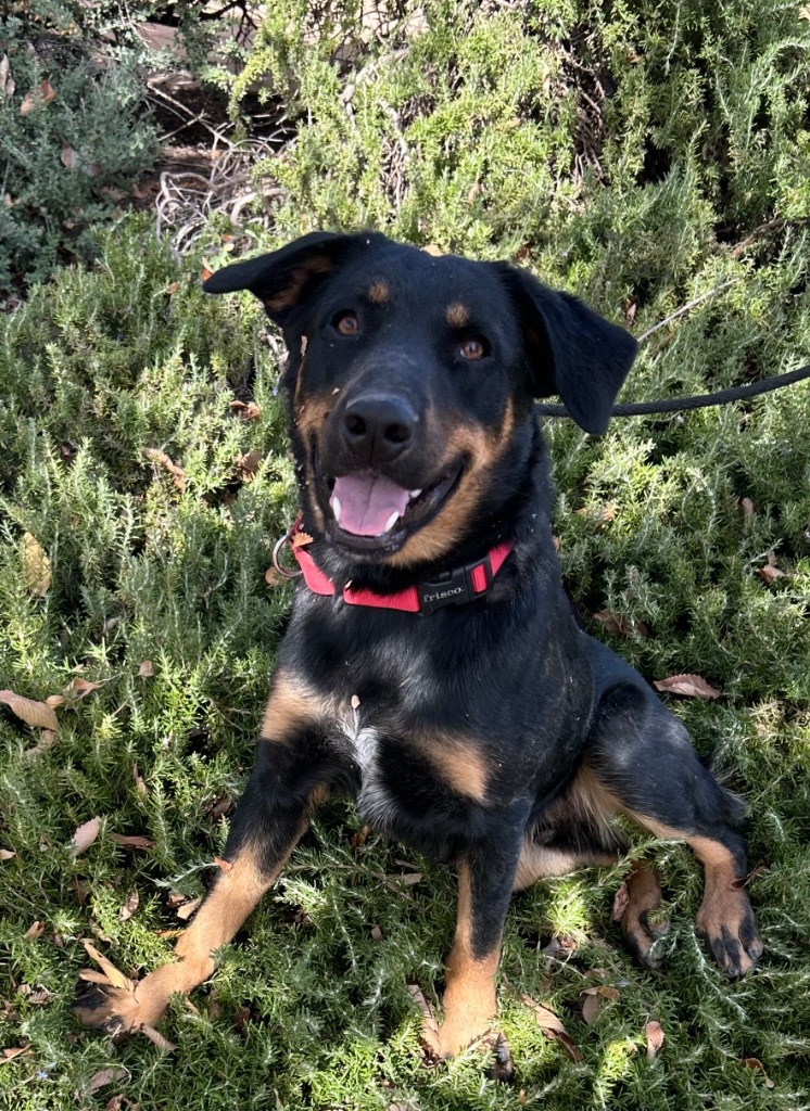 Huckleberry, an adoptable Labrador Retriever in Cottonwood, AZ, 86326 | Photo Image 2
