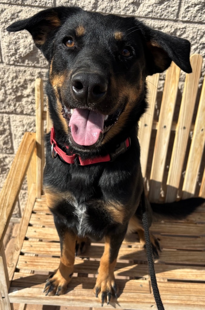 Huckleberry, an adoptable Labrador Retriever in Cottonwood, AZ, 86326 | Photo Image 3