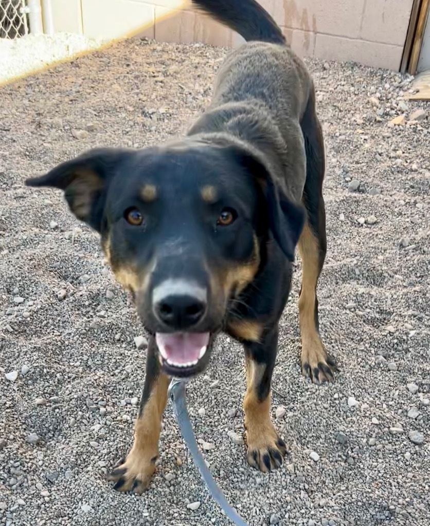Huckleberry, an adoptable Labrador Retriever in Cottonwood, AZ, 86326 | Photo Image 4