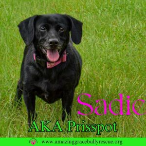 Sadie (Prisspot)