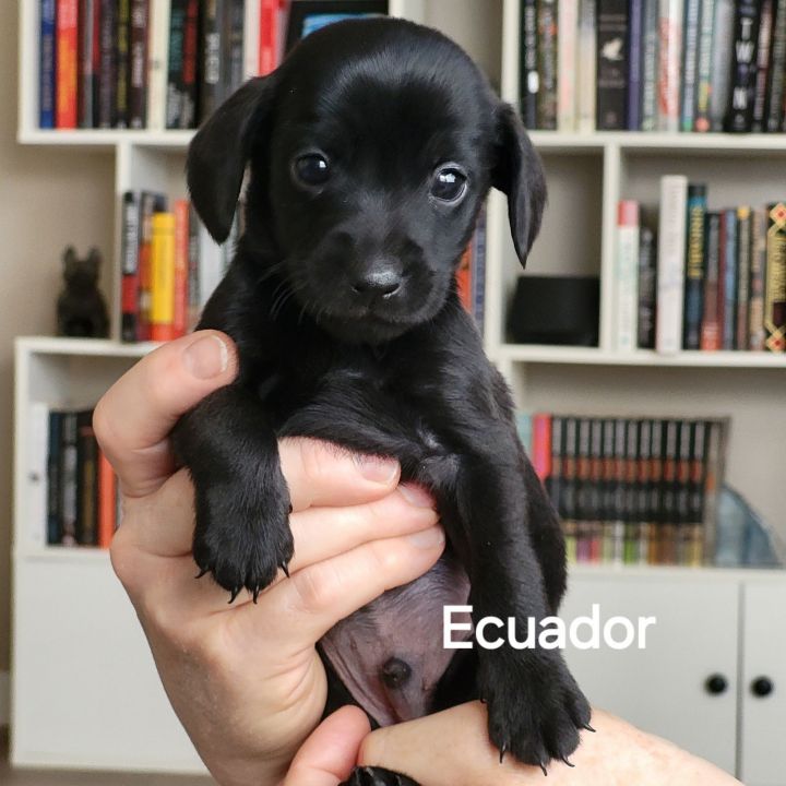 Ecuador 1