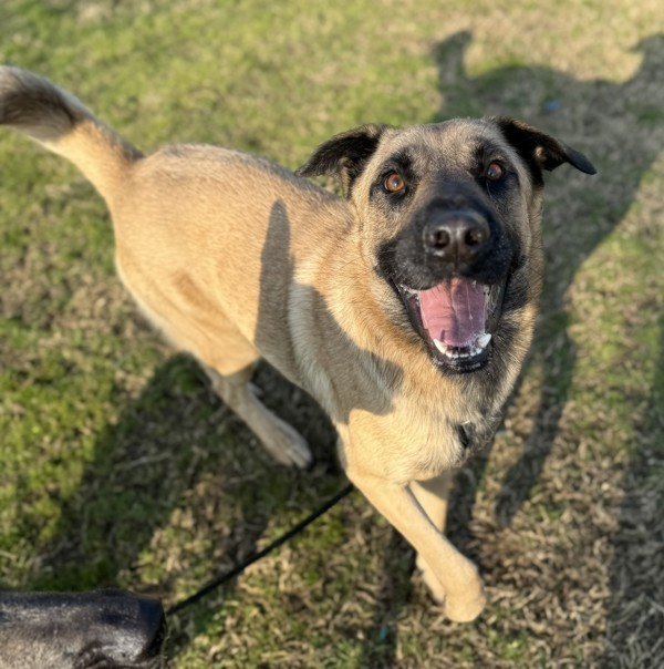 Sarge