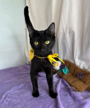 ALORA, Baby Female Domestic Short Hair