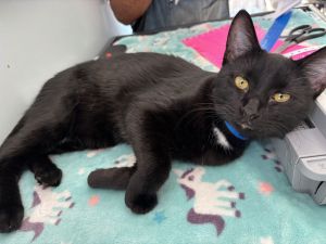 Rock, Young Male Domestic Short Hair
