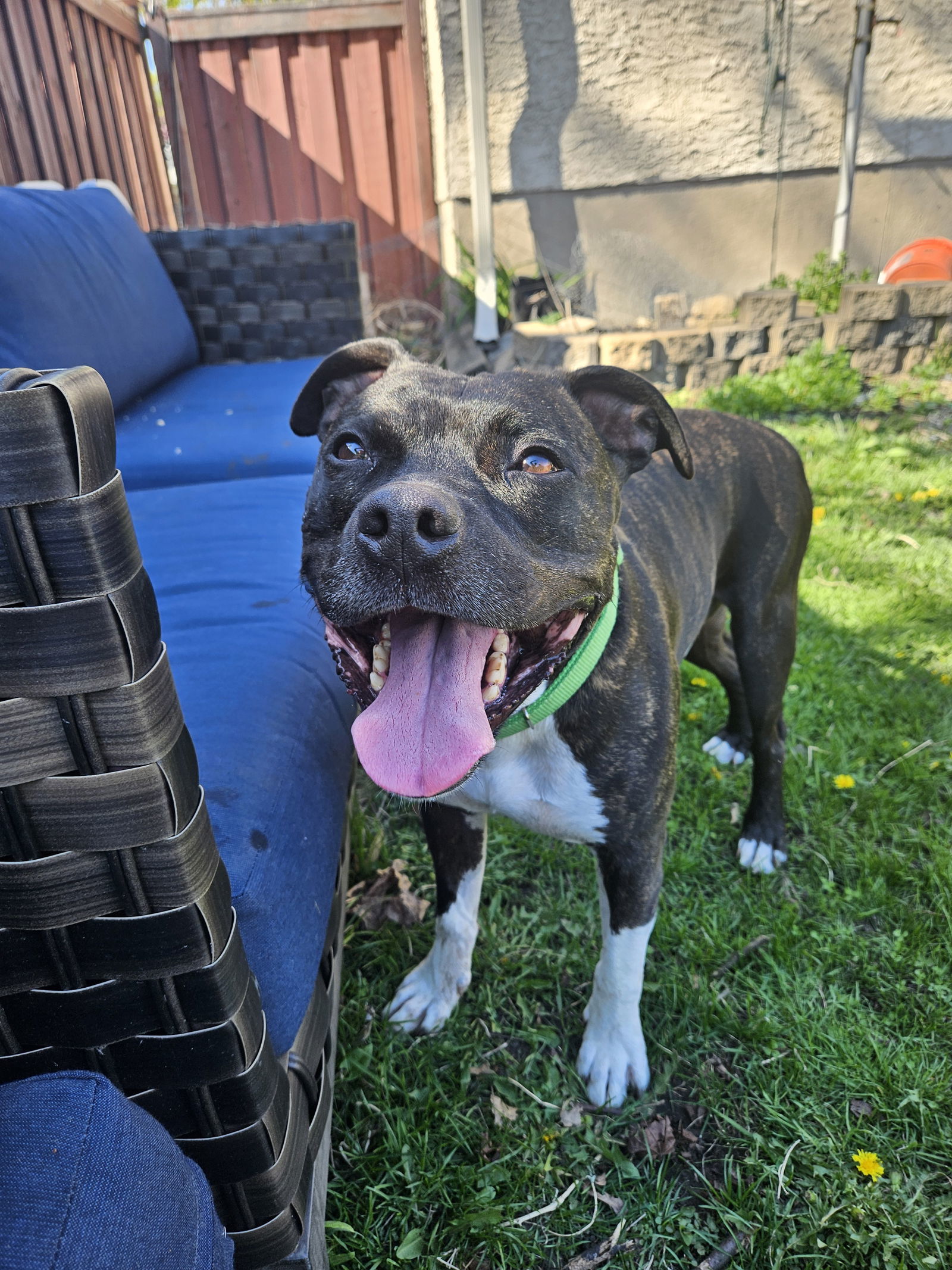 Flex D5993, an adoptable Pit Bull Terrier in minneapolis, MN, 55417 | Photo Image 1